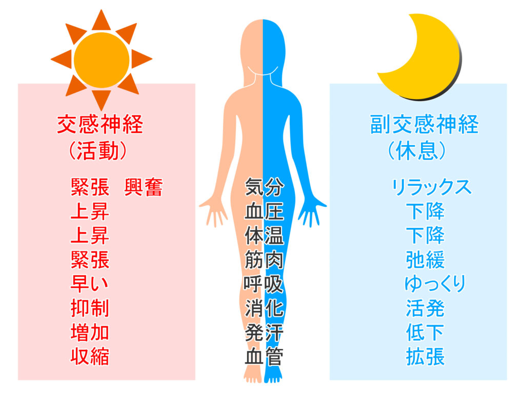 自律神経とは、交感神経と副交感神経で成り立っている